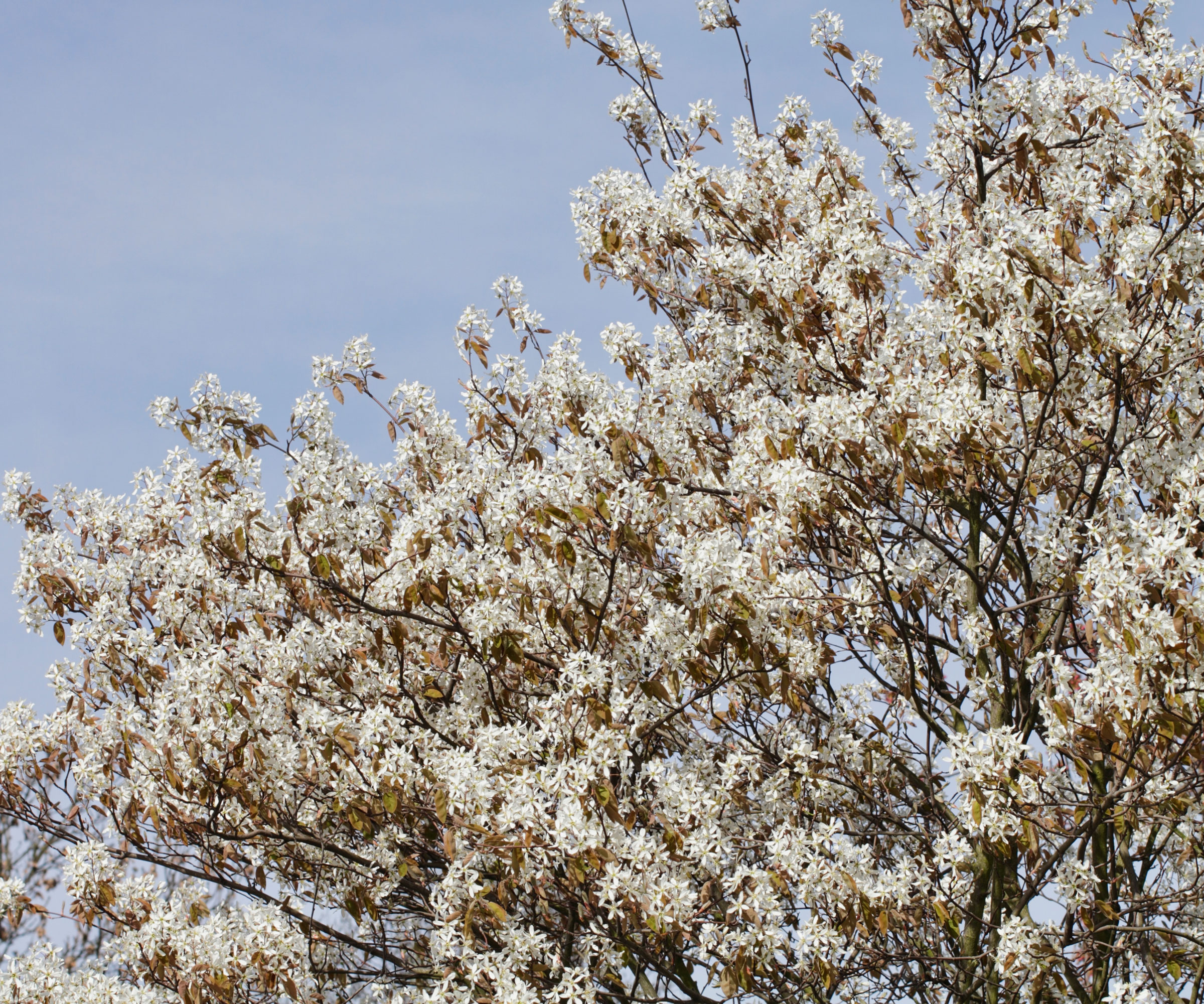 serviceberry tree with white flowers against blue sky