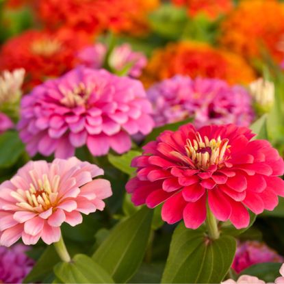 Should you deadhead zinnias? This is what the experts say | Ideal Home