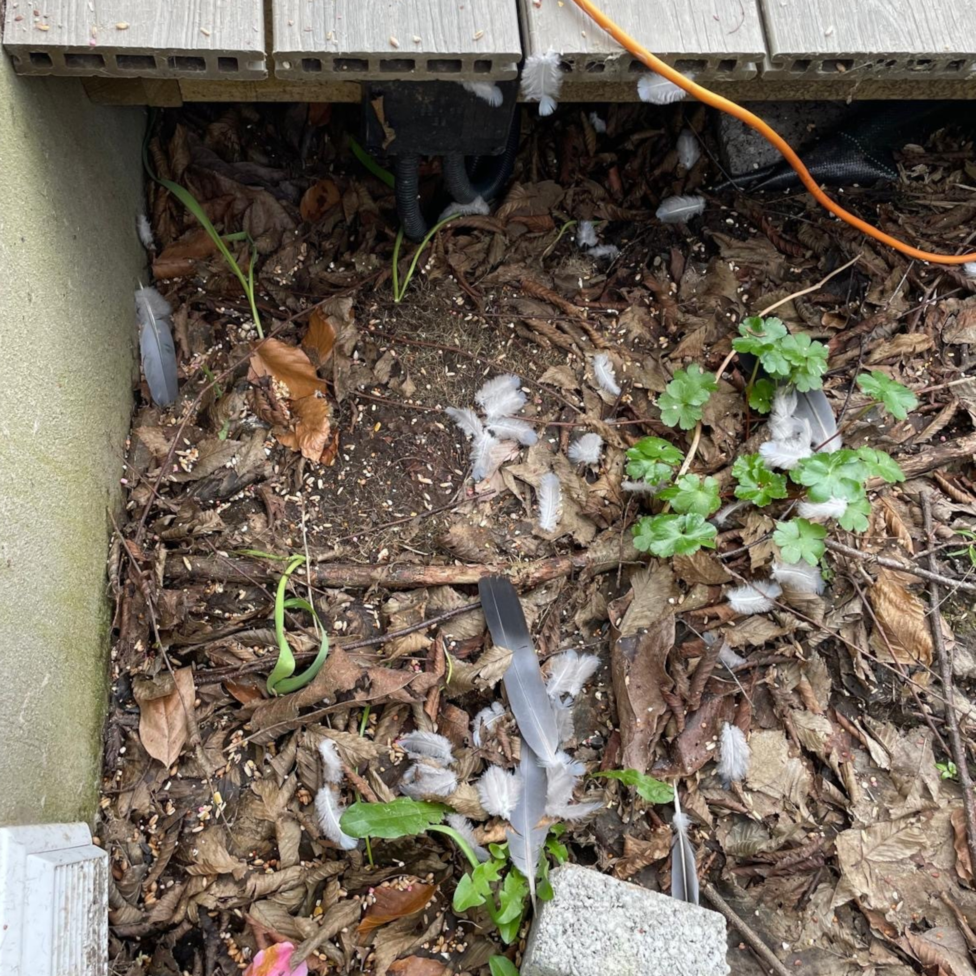 bird feathers by a deck in fallen leaves