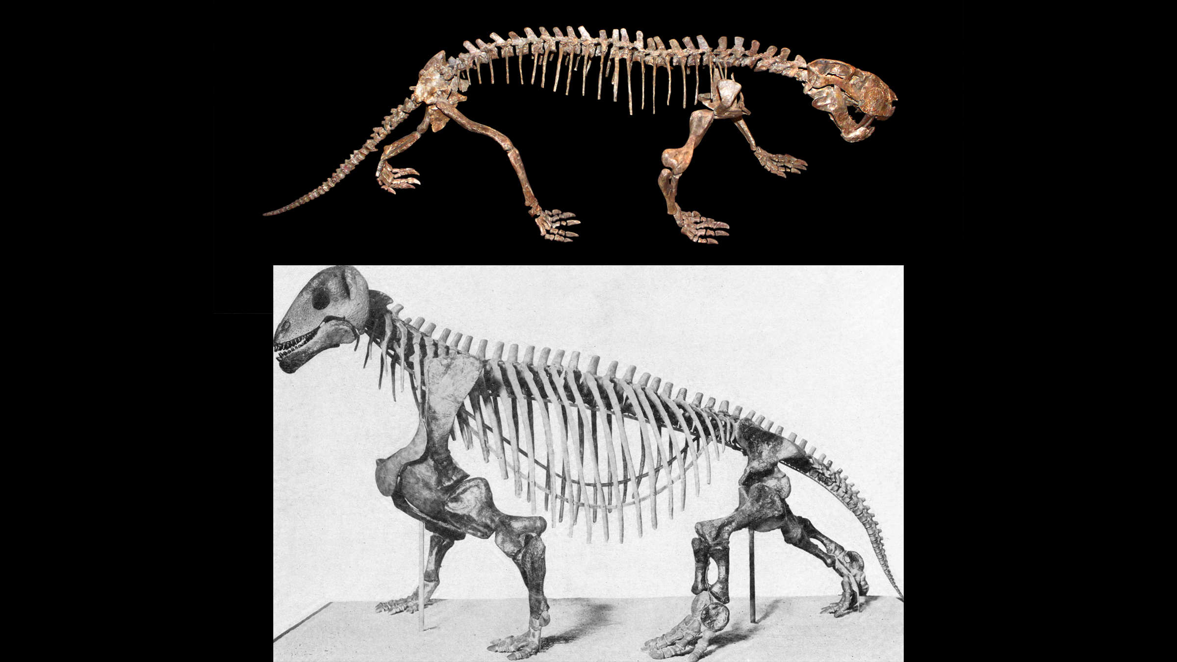 Two therapsids, the primitive synapsid precursors of mammals: a saber-toothed gorgonopsid (top) and the stout dinocephalian Moschops (bottom).