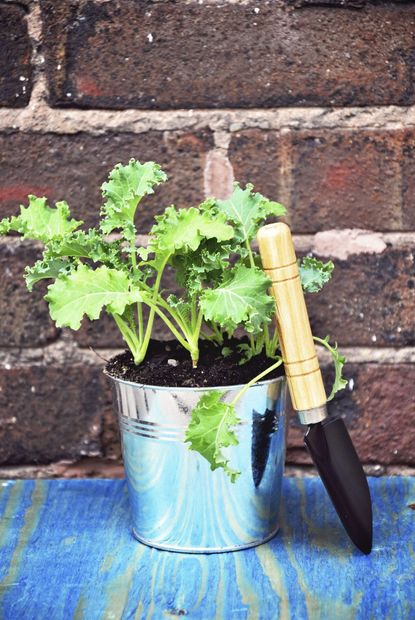 Tiny Garden Shovel Next To Potted Kale