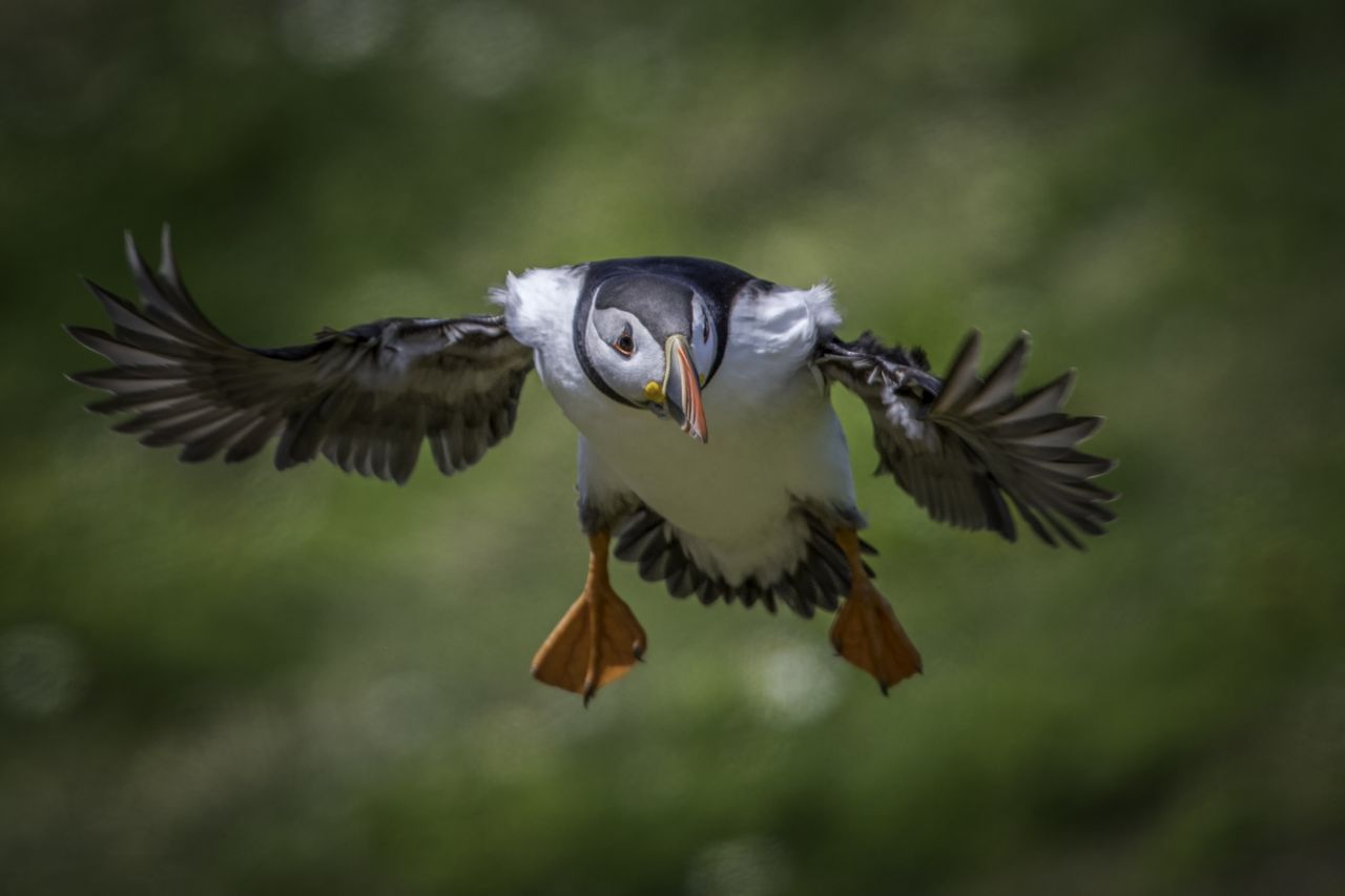 PICTURE OF THE DAY: Photographer Nick Hurst captured this glorious image of a puffin in flight on Skomer Island, off the Pembrokeshire Coast. Skomer is just a mile from the mainland but is a magnificent refuge for wildlife, particularly puffins and seals.