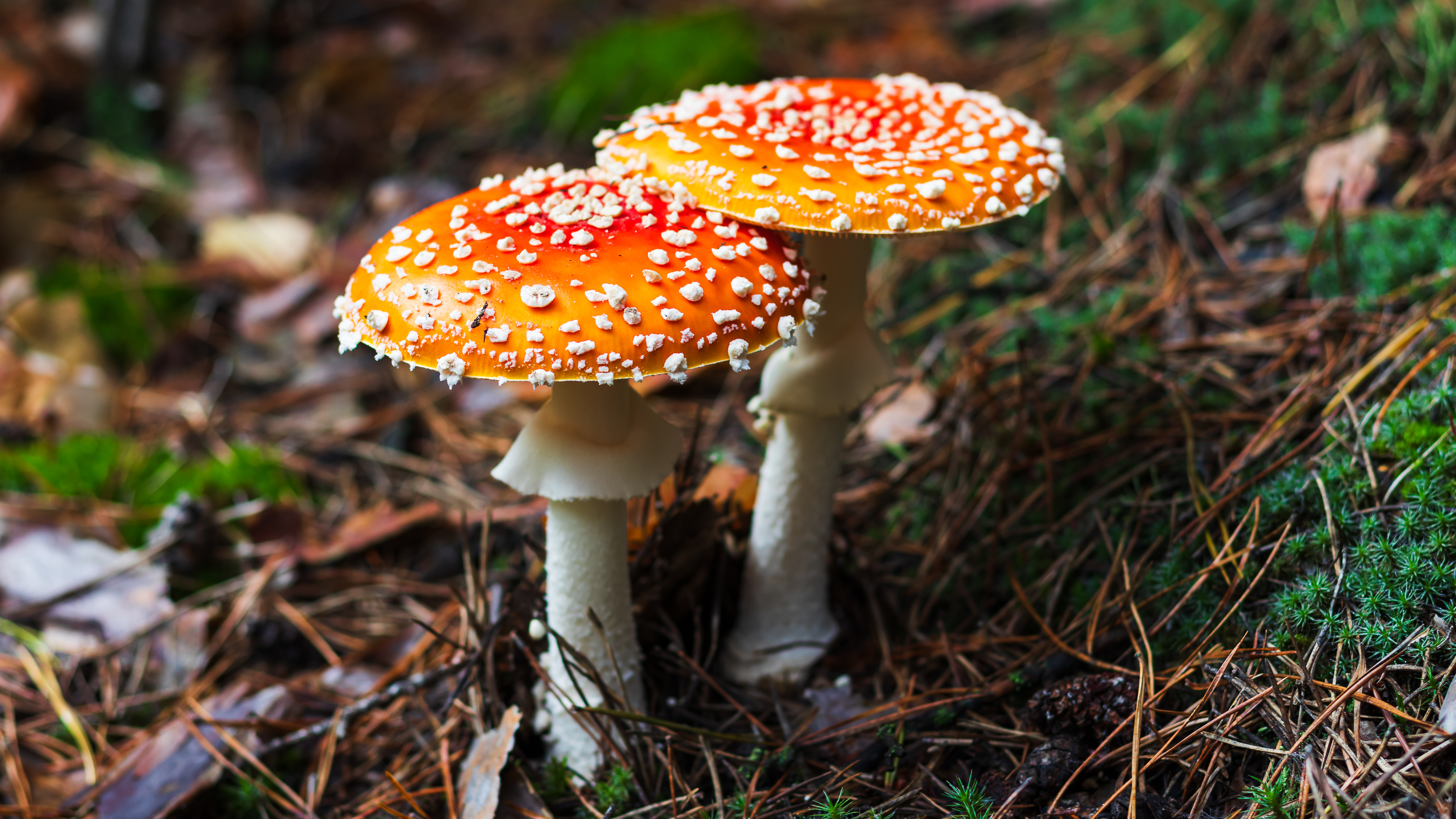 Mushrooms