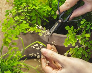 Person pruning yellow leaves from a potted maidenhair fern with small black pruners