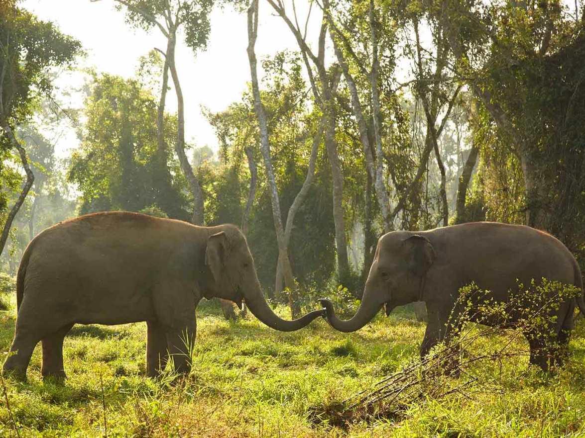 Two elephants in a forest