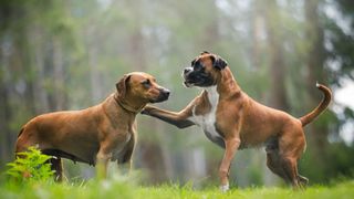 Boxer dog playing with another dog