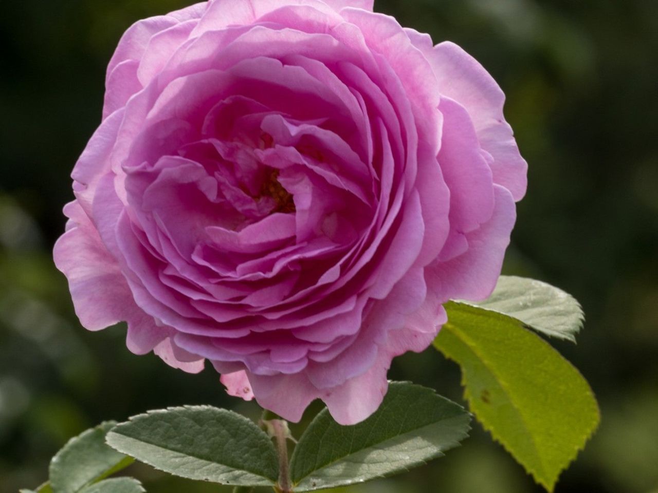 Close up of a pink Portland rose