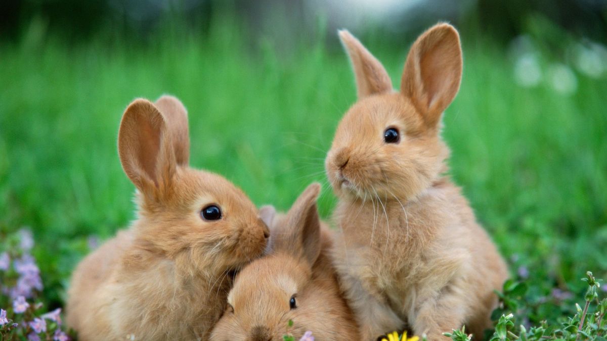 32 facts about rabbits that might surprise you | PetsRadar