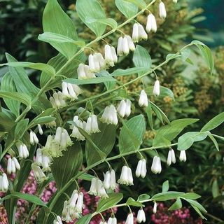 Solomon's Seal Plant