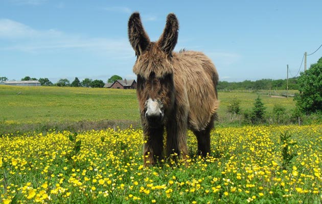 Poitou donkey