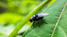 New World Screwworm on leaf