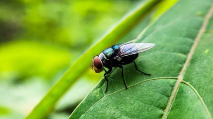 New World Screwworm on leaf