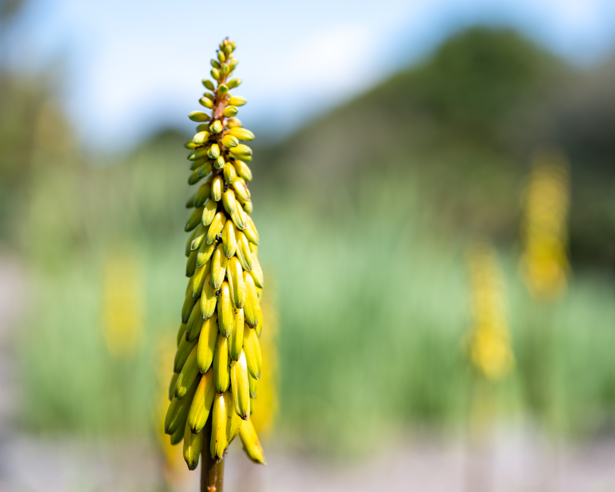 Flower of the Aloe Striatula