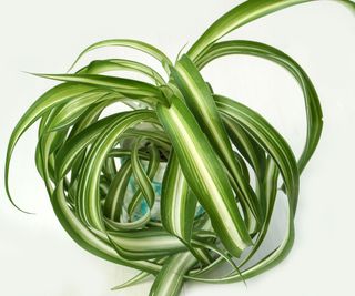 Bonnie spider plant