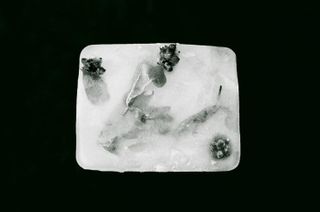 seated queen ice block with flowers in it against black background
