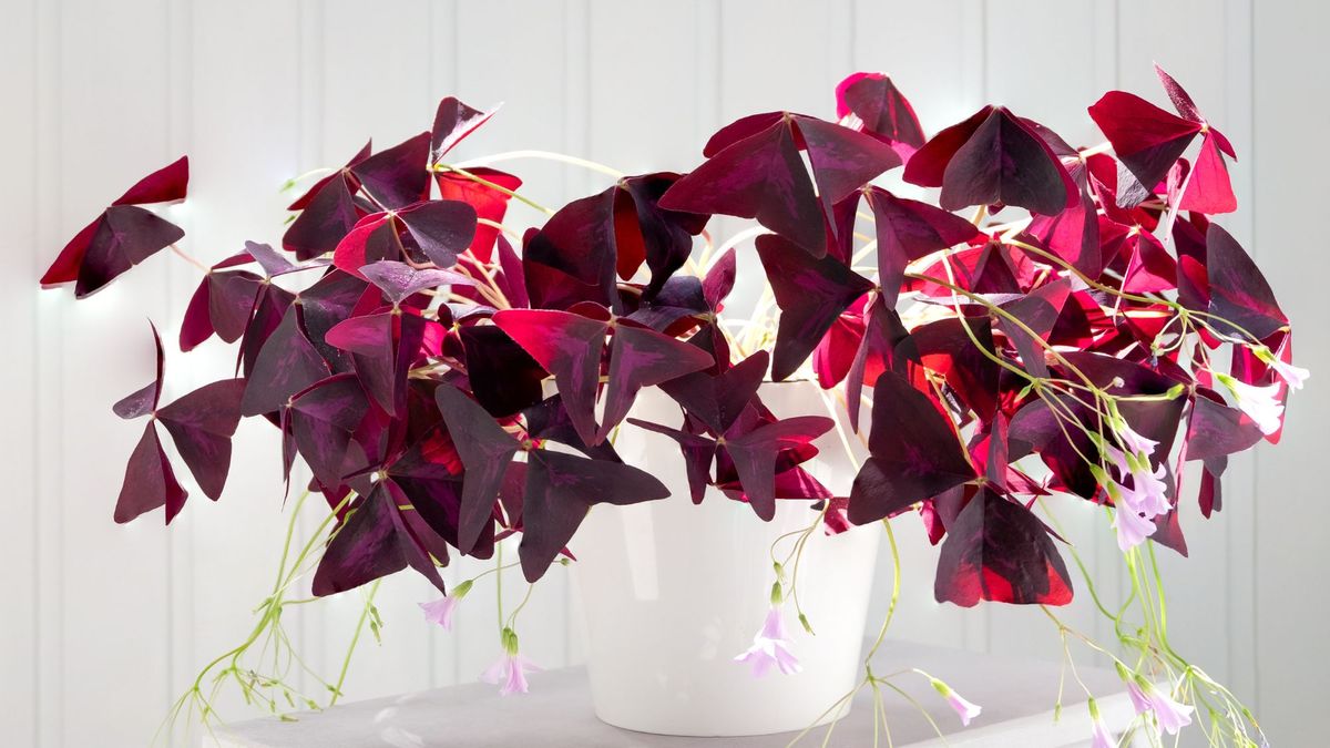 6 Purple Houseplants That Add Instant Drama To Your Home – And They're Low Maintenance, Too!