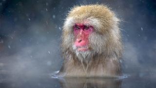 A Japanese macaque bathing in a hot spring in winter.