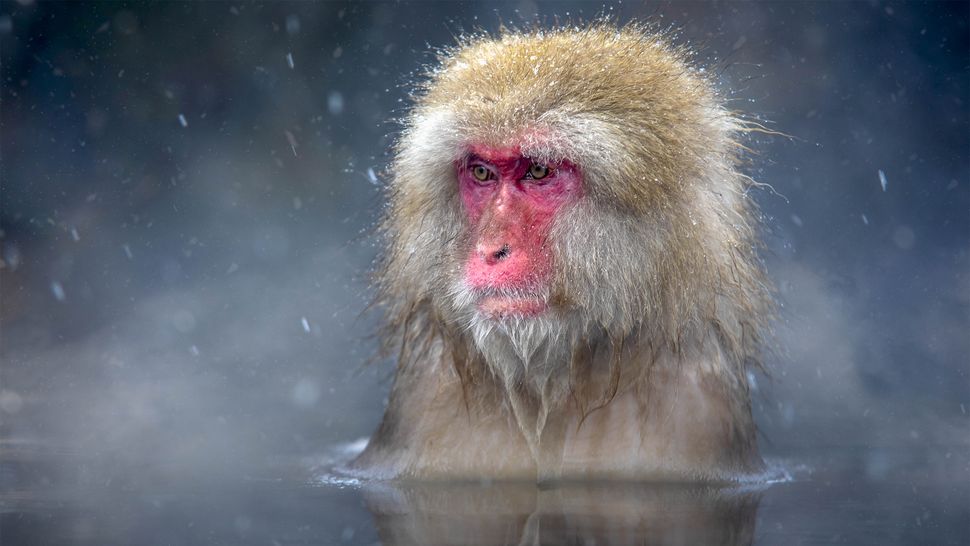 (opens in new tab) (opens in new tab) (opens in new tab) (opens in new tab) (opens in new tab) A Japanese macaque bathing in a hot spring in winter.