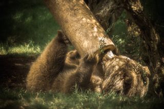 Bear in zoo