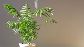 Parlor Palm (Chamaedorea elegans) in a white pot against a grey-yellow background