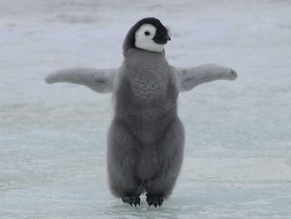 emperor penguins, penguins, antarctic penguins, british antarctic survey penuins, penguin chick