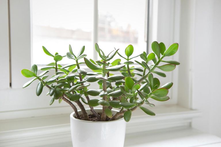 Jade plant care - the 3 easy secrets to success for this structurally ...