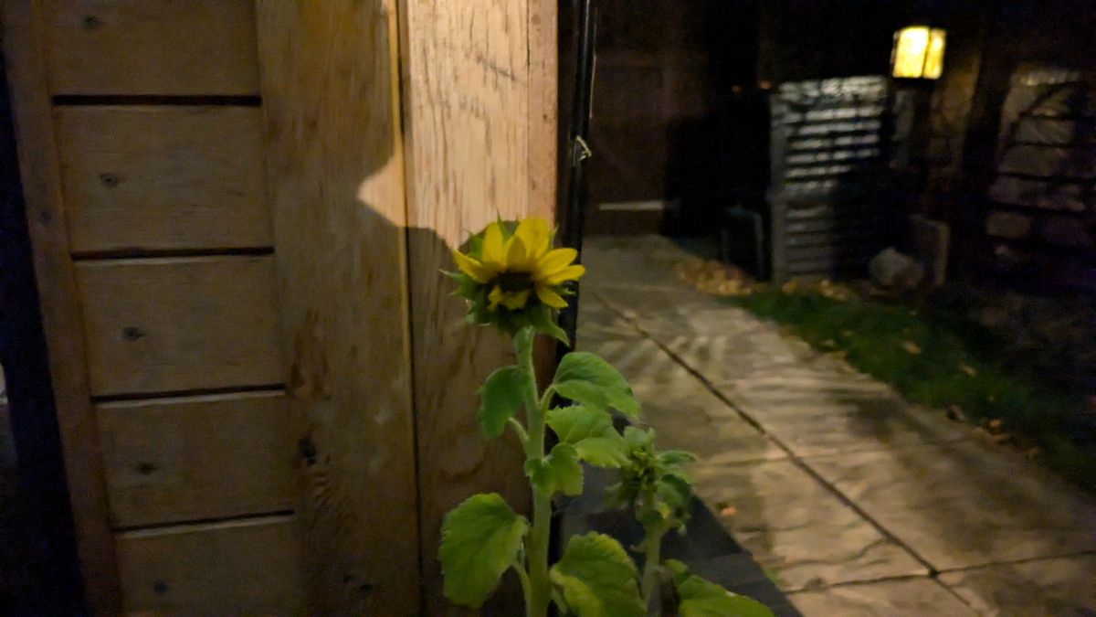 200 photos pixel 9 vs pixel 8a - low light on pixel 8a