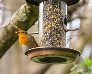 robin on bird feeder