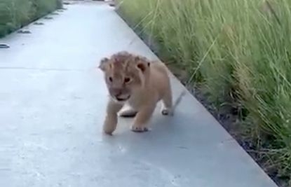 Watch an adorable lion cub try to roar