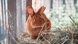 Rabbit in hutch