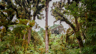 Corredor Biologico Serrania del Bagre National park rainforest, Panama.