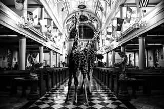 "Giraffes in St. Louis Cathedral"