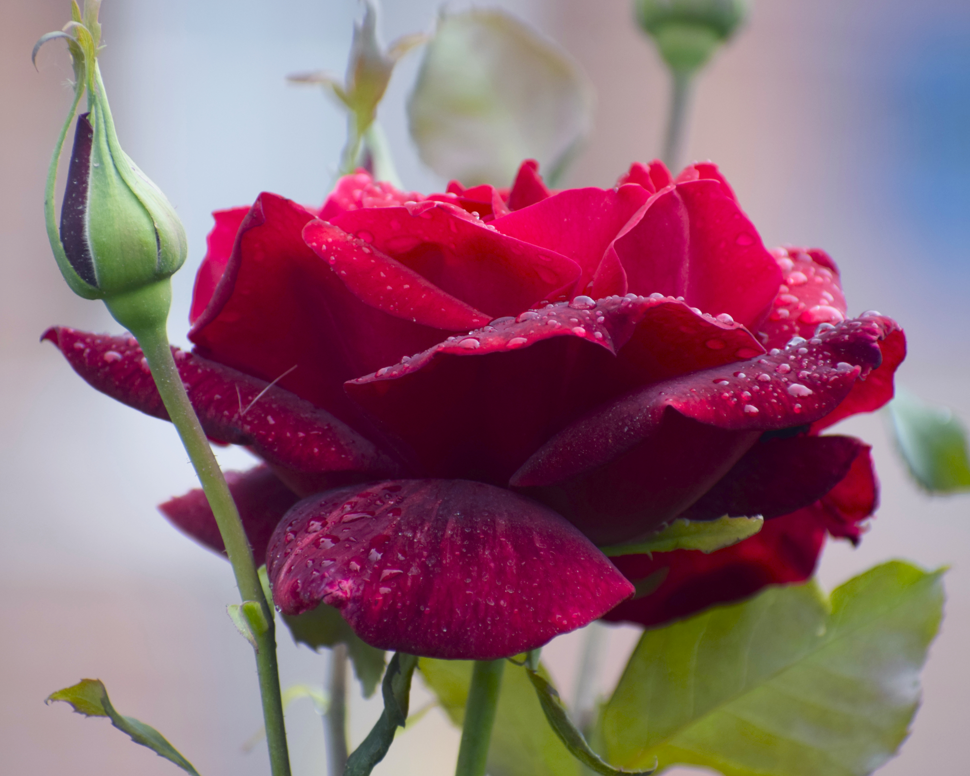 Mr. Lincoln rose bloom
