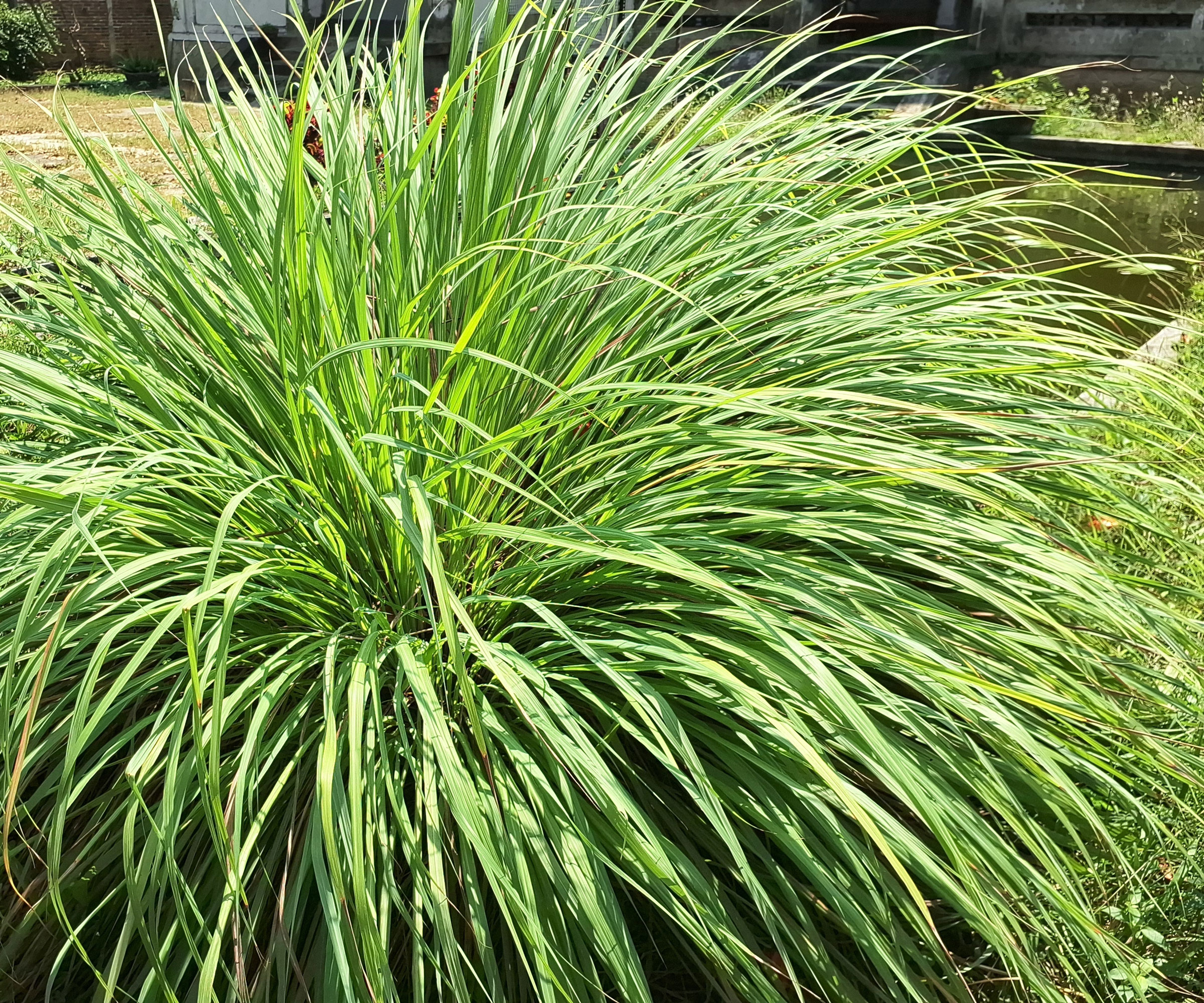 lemongrass plant with fountain of fresh green growth