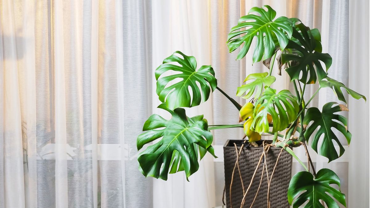 Do monsteras like being root-bound? Expert tips | Homes and Gardens