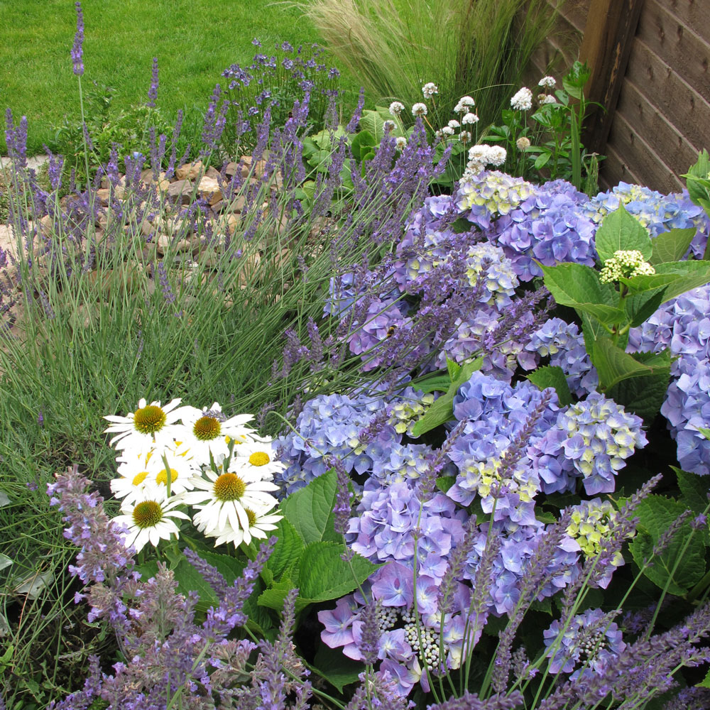 cottage garden structural planting