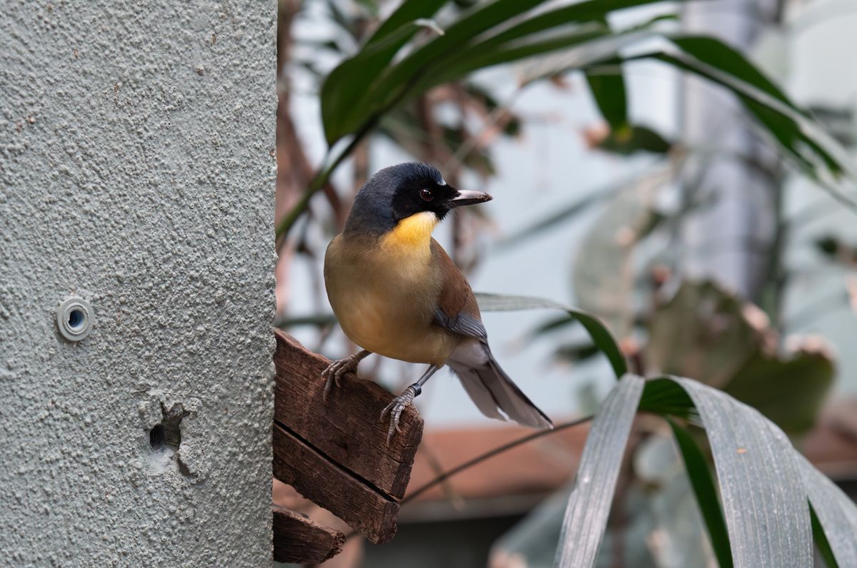 A bird perched on a wooden board next to a wall and surrounded by green ferns