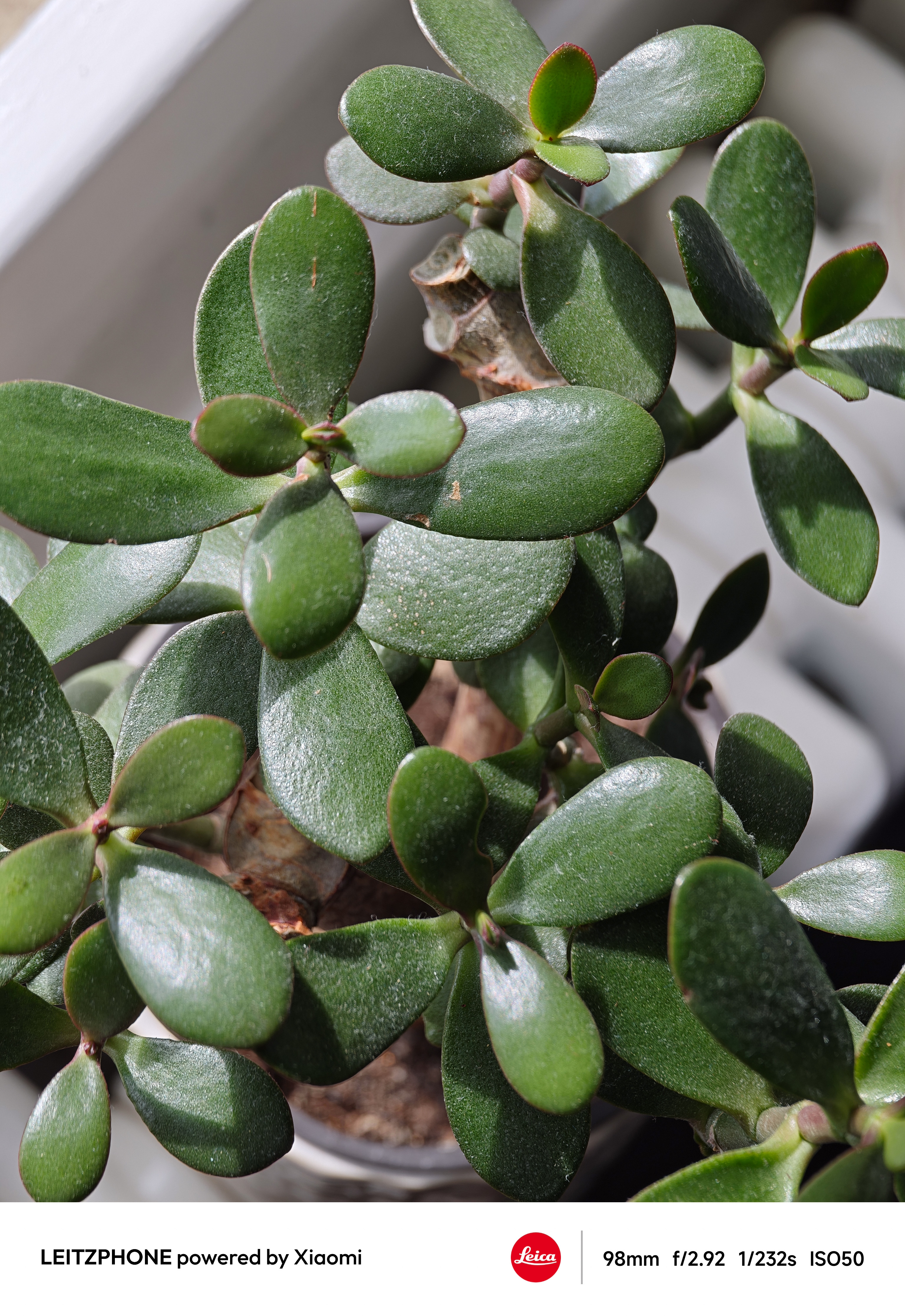 Close-up of green jade plant leaves in bright sunlight