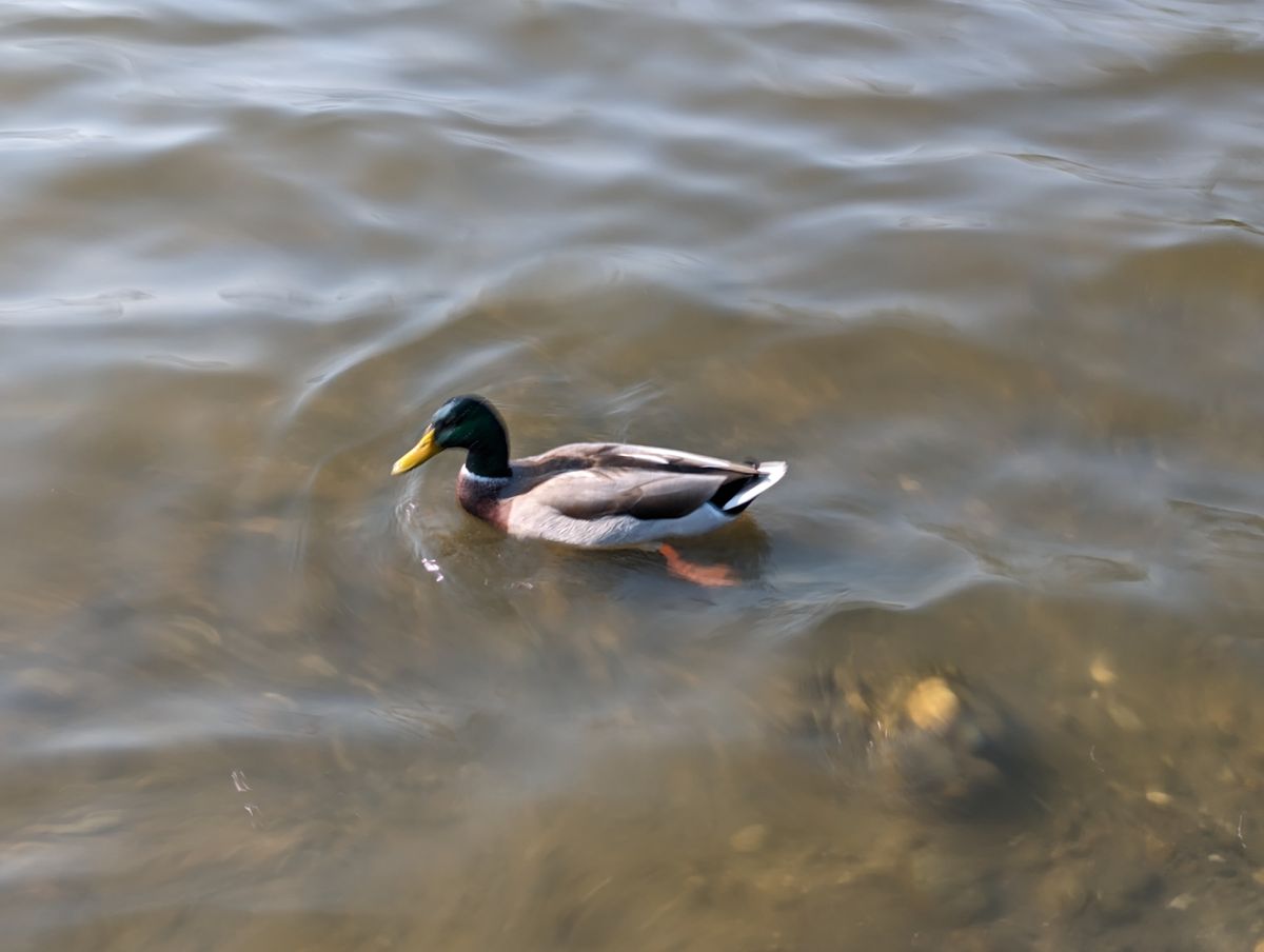 Action Pan of a duck in a lake