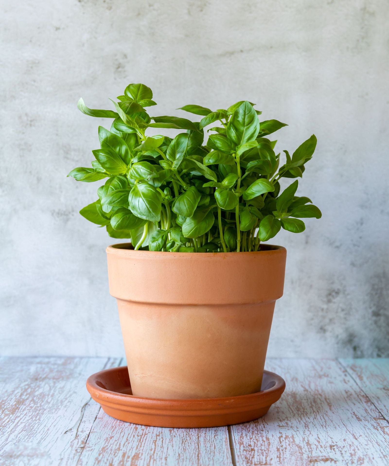 How often to water basil: expert advice for healthy herbs | Homes & Gardens