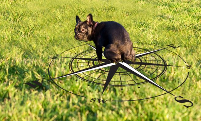 Pooping dog