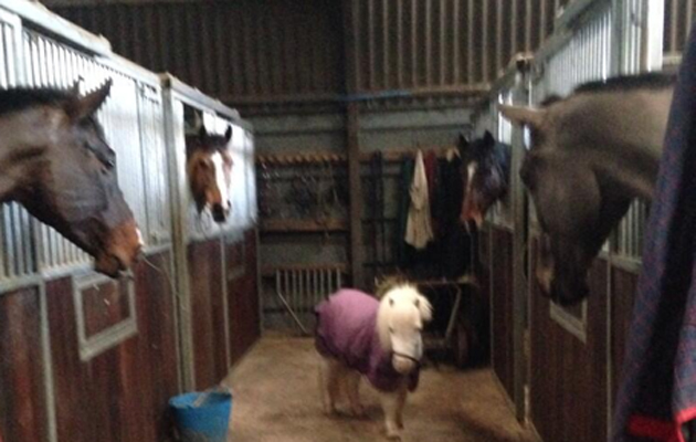 Why's Scrumpy Grumpy (@ScrumpysGrumpy) | Twitter 2014-12-19 16-46-34 copy
