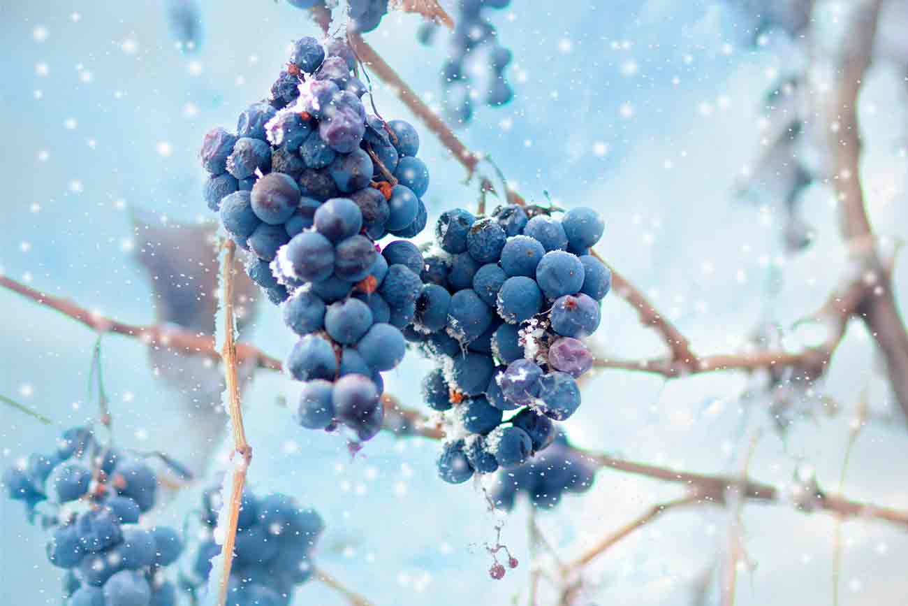 Frozen-Grapes.jpg