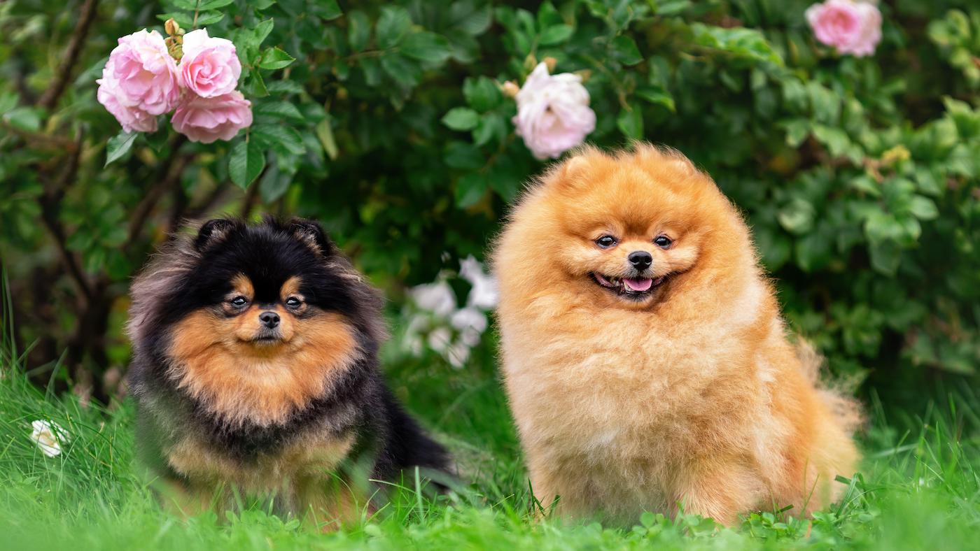 Cutest dog breeds: Pomeranians