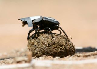 Researchers fitted some dung beetles with cardboard caps to keep their eyes on the ground, finding they had more difficulty navigating a circular arena when their view of the sky was blocked.