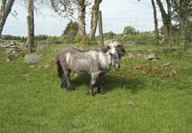 shetland_pony.jpg