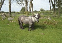 shetland_pony.jpg
