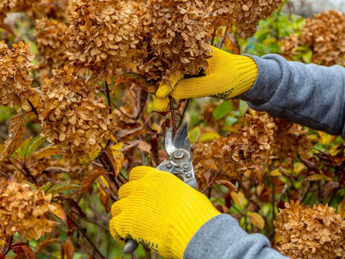 How And When To Prune Hydrangea Trees Gardening Know How