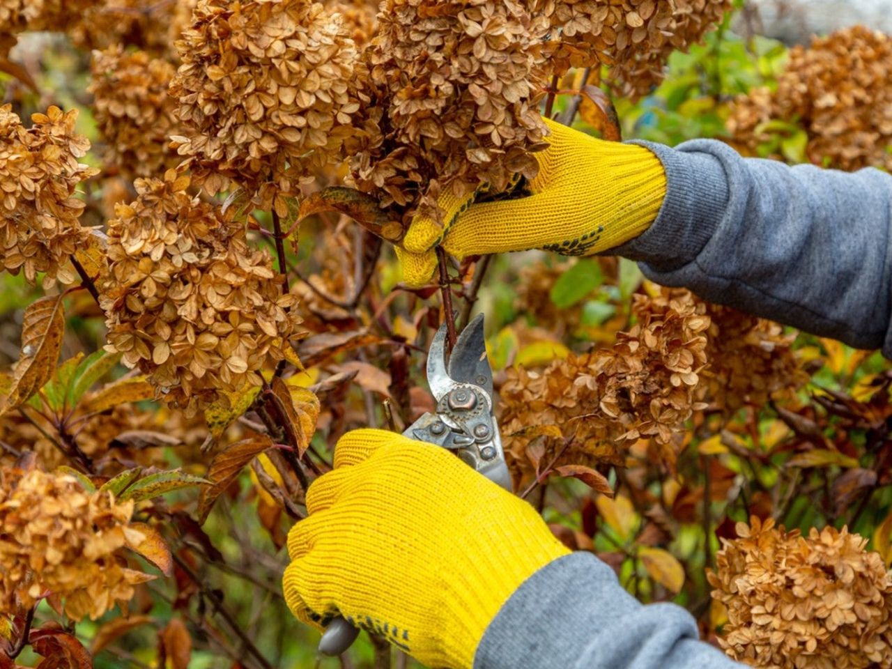 A gardener in bright yellow gloves prunes spent flowers from a panicle hydrangea