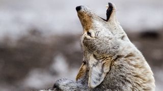 A coyote howling